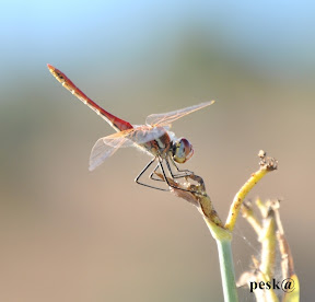 Libelula