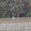 Spot Billed Duck