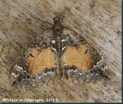 common-marbled-carpet