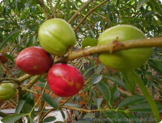 buah mahota dewa.jpg buah mahota dewa.jpg
