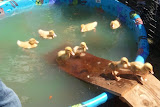 2011-08-04 14.35.11.jpg