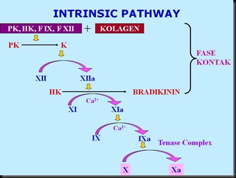Intrinsic Pathway