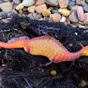 Common Seadragon