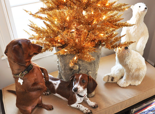Chadwick G.'s dachshunds, Sadie and Jasper, pose like the bears from Grandin Road, the same as Martha has in her home.