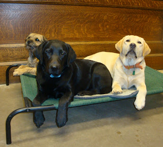 Navy on the cot with her friends Banks and Brinkley