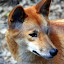 Dingo at Lone Pine Sanctuary - Brisbane, Australia