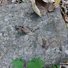 dsc03908.jpg