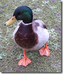 mallard