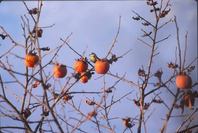 fruttiuccel_0001 fruttiuccel_0001
