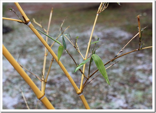 111124_Phyllostachys-vivax-Aureosulcata_04 111124_Phyllostachys-vivax-Aureosulcata_04