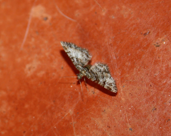 Spotting Image 1