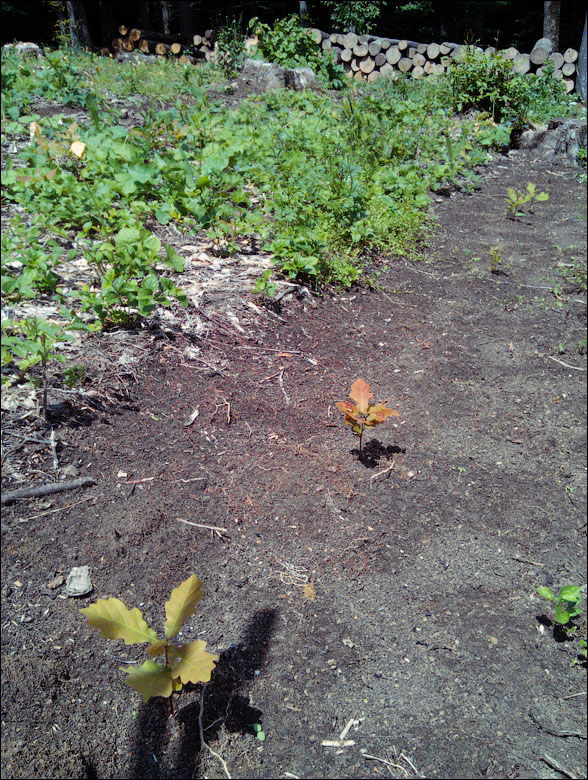 IMAG0352.jpg