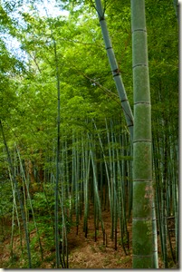 DSC_0380_1 DSC_0380_1