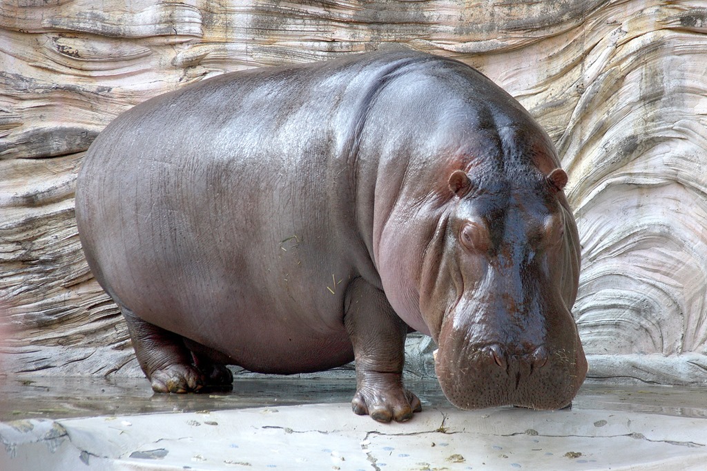 [Hippopotamus_-_04%255B3%255D.jpg]