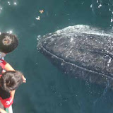 A curious humpback whale