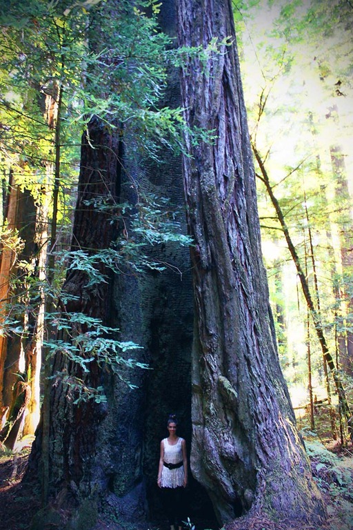 [redwood-66.jpg]