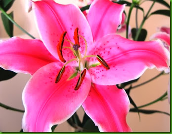 Lilium rosado