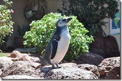 Sea World San Diego Penguins