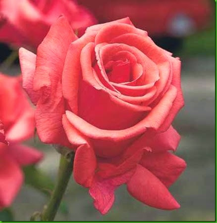 Rosa Mojave Rosa Mojave