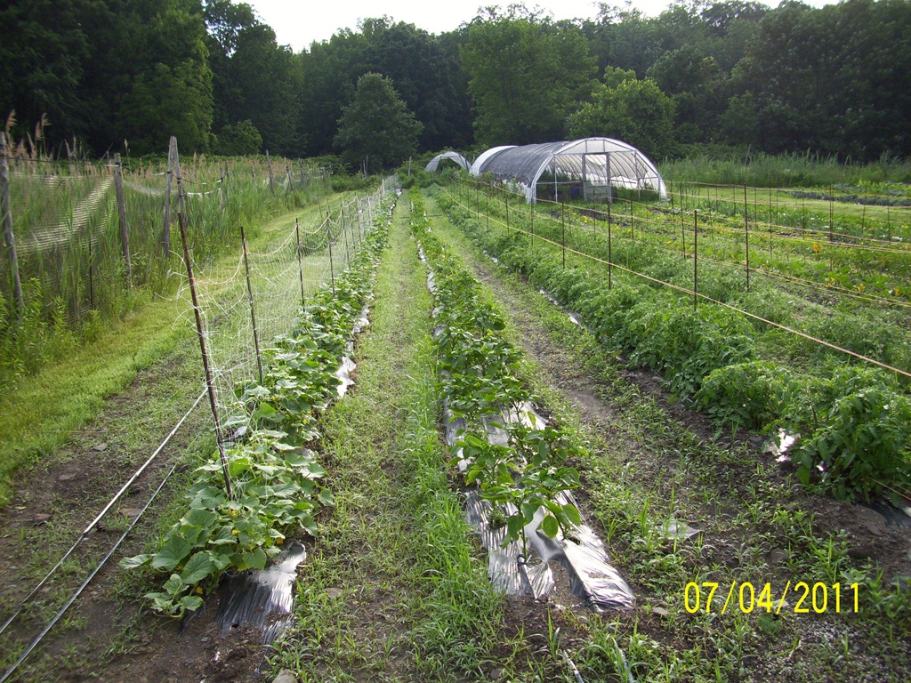 [Farm%2520July11%2520Cukes-Pepper-Tomato%2520rows%255B3%255D.jpg]