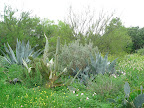 Agaves and cactus along the South Texas trail.