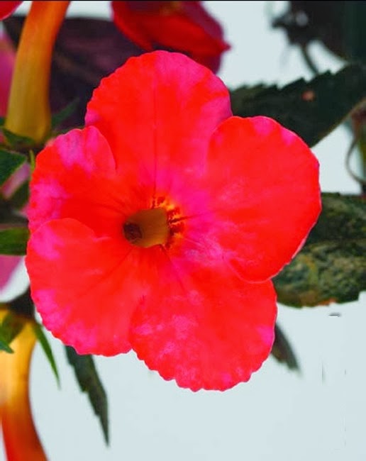 [Achimenes%2520Flamenco.jpg]