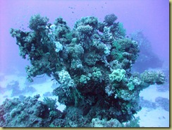 Coral Block