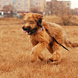 Abi - DSC_0105.jpg