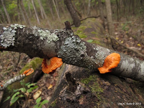 Pycnoporus cinnabarinus Pycnoporus cinnabarinus