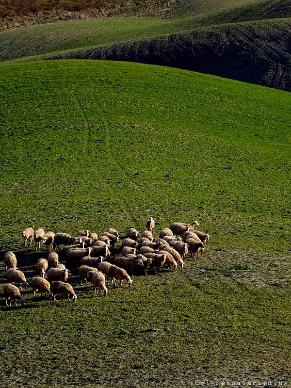 Tuscany pecore al pascolo pecorino Crete Senesi