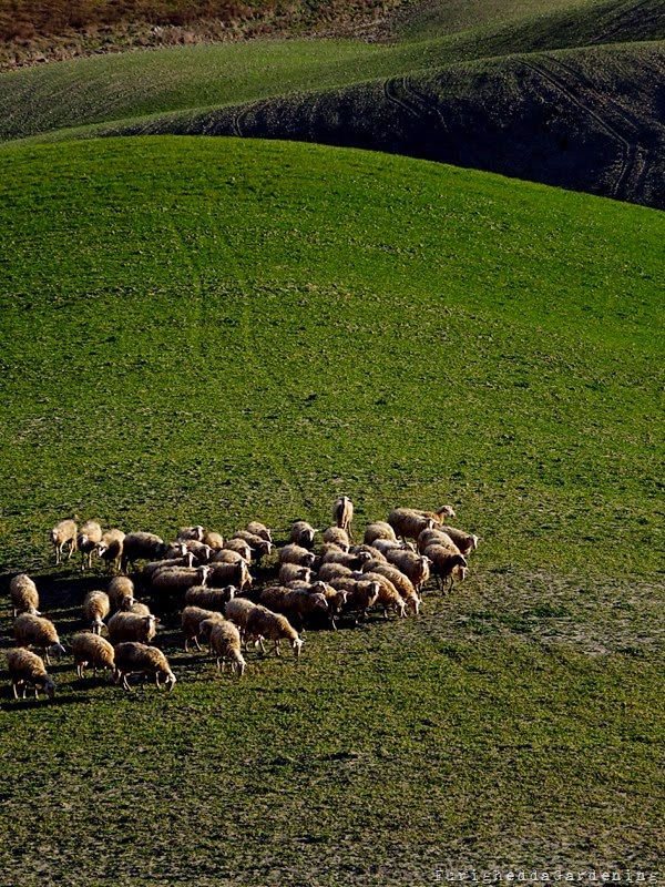 Crete Senesi