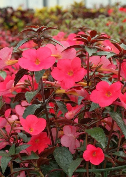 [Achimenes-Tarantella5.jpg]