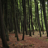 Ushers Road State Forest - IMG_4367.JPG