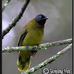 Black-headed Bulbul-05.jpg