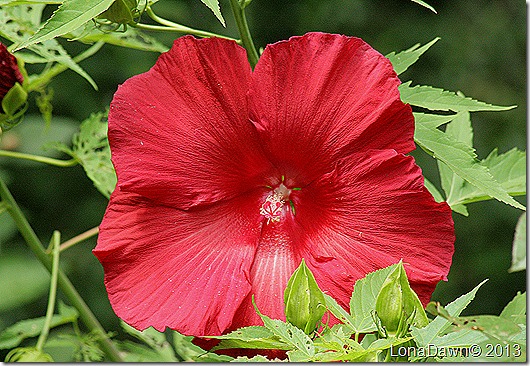 Hibiscus_Lord_Baltimore3