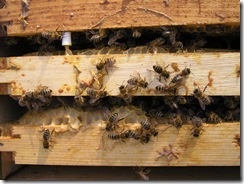 Prolet včel a mech 021