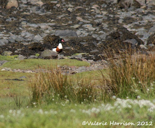 [7-shelduck%255B2%255D.jpg]