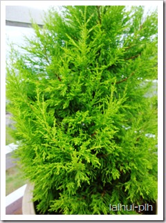 DSCF5950