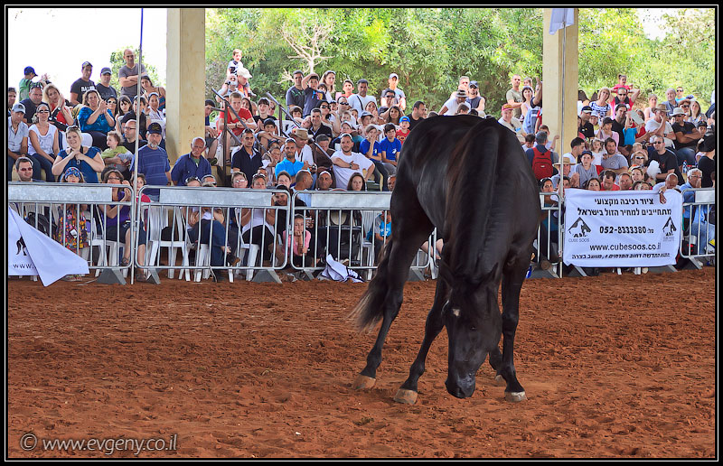 il/Фото: Stallion Show 2011 (20110416 stllion show 038 2114)