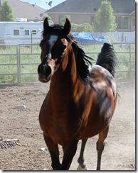 horses2011-16