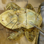 dissect02_labeled.jpg