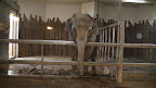 denver_zoo