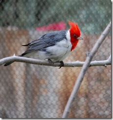aviary40