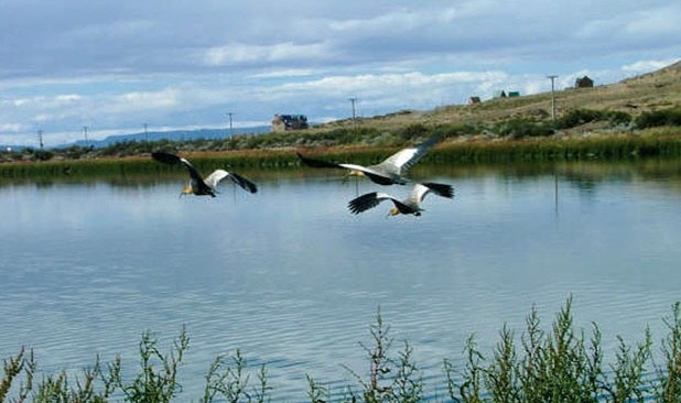 [laguna%2520nimez%2520aves%255B4%255D.jpg]