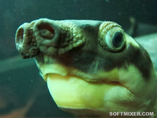 the-long-nose-on-the-pig-nosed-turtle-is-used-as-a-snorkel-so-it-can-hide-under-water-its-actually-the-only-surviving-member-of-an-ancient-family-of-turtles-it-lives-in-australia-and-new-guinea
