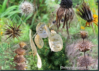 dried flowers1 dried flowers1
