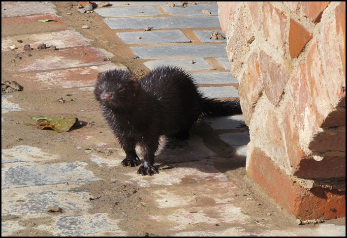 9b Mink 9b Mink