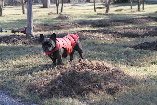 Sharkey, what do you suppose all of these little piles are?