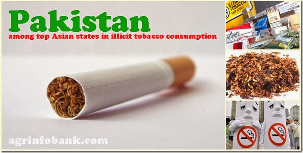 among top Asian states in illicit tobacco consumption among top Asian states in illicit tobacco consumption