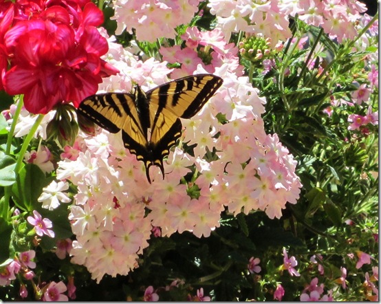 Swallowtail2Jul2013 Swallowtail2Jul2013